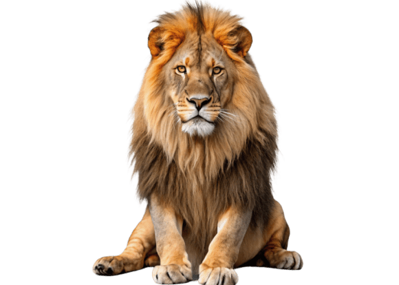 Download 3d Animated Cartoon Lion - Animated Collection